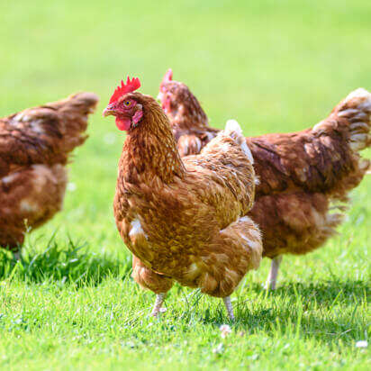 huehnerhaltung bubblenavibanner